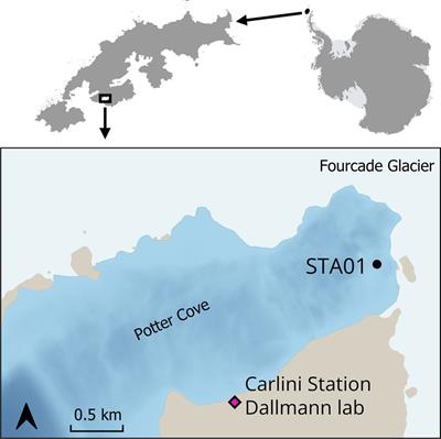 Manganese reduction and associated microbial communities in Antarctic surface sediments